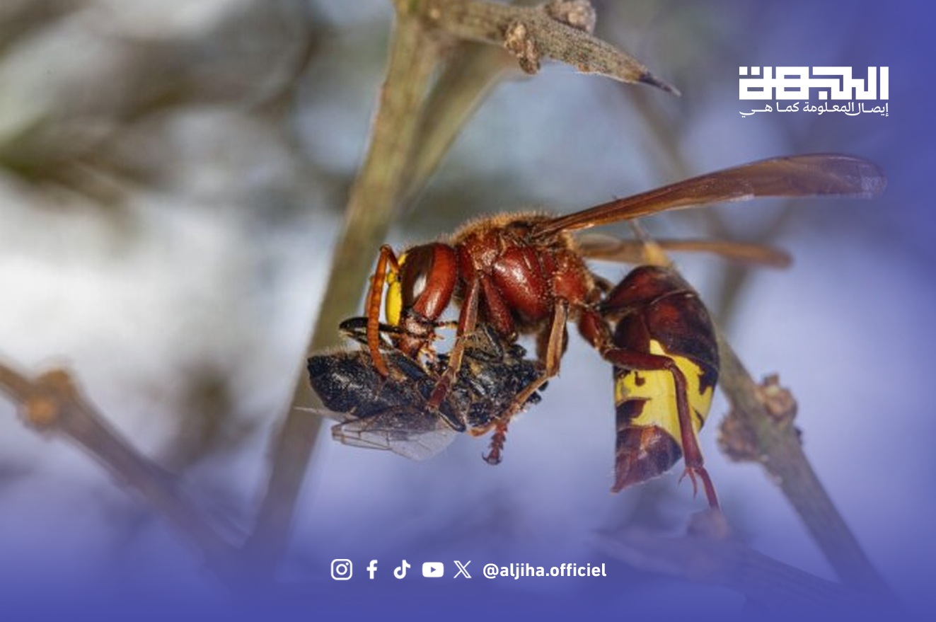 دبور شرقي يفترس نحلة في صورة توضيحية لتهديد خلايا النحل